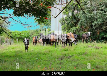 Vaches de différentes races dans un champ herbacé sur un jour ensoleillé et des nuages lumineux dans une ferme au Brésil. Banque D'Images