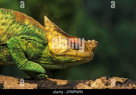 Chameleon Calumma parsoni Madagascar RE000071 Banque D'Images