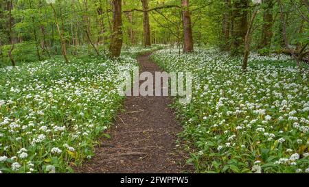 Sentier forestier à travers la floraison d'ail sauvage dans les bois de printemps dans Écosse Banque D'Images