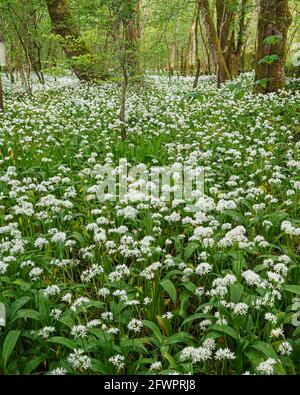 Couverture d'ail sauvage (allium ursinum) Floraison dans les bois de printemps en Écosse Banque D'Images