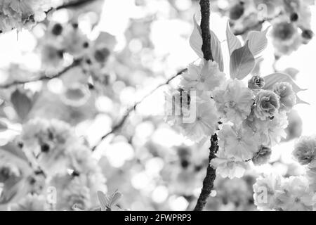 Parfait printemps. Arbre fleuri Sakura. Arrière-plan floral naturel. Belles fleurs printanières. Fleur de cerisier. Nouveau début de vie. Croissance de la nature Banque D'Images