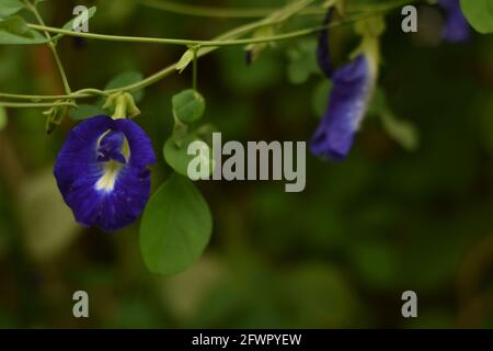 Fleurs de pigeons asiatiques humides (Clitoria ternatea) Banque D'Images