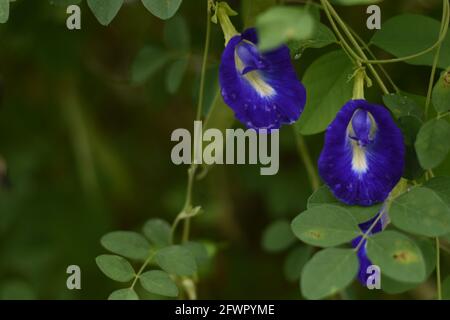 Fleurs de pigeons asiatiques humides (Clitoria ternatea) Banque D'Images