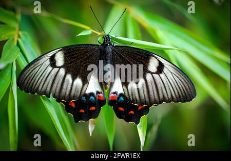 Papillon des vergers, Papilio aegeus, papillon noir avec ailes blanches, rouges, bleues et jaunes sur feuilles vertes. Sydney Australie Banque D'Images