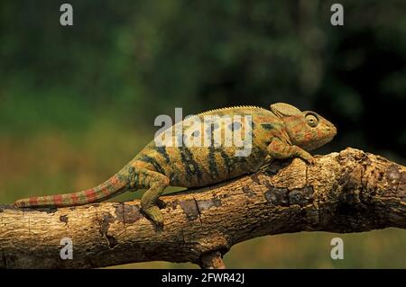 Chameleon géant malgache Furcifer oustaleti (femelle) Madagascar RE000146 Banque D'Images