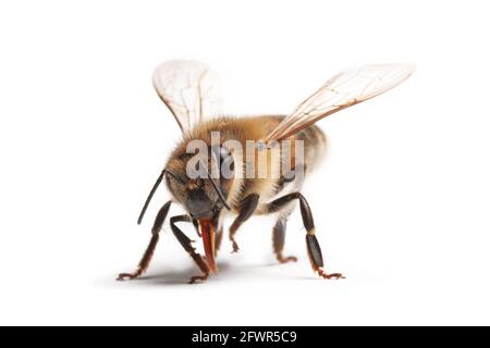 abeille isolée sur fond blanc, macro, insecte Banque D'Images