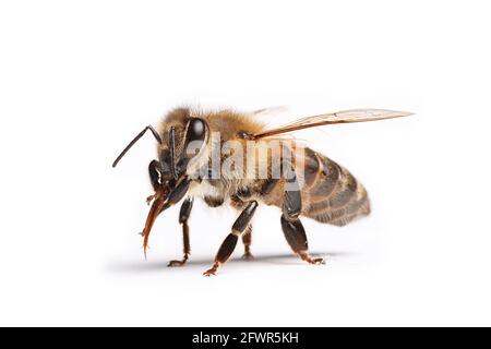 abeille isolée sur fond blanc, macro, insecte Banque D'Images