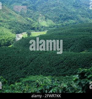 Bonnes plantations de café de basse terre sans arbres ombragés sur le genle Pentes d'une vallée fluviale près de Pereira Colombie Banque D'Images