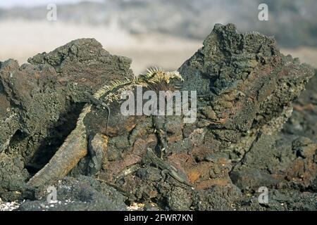 Iguana marine Amblyrhynchus cristatus État de l'île Fernandina, Galapagos RE000168 Banque D'Images