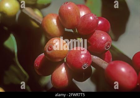 Café arabica rouge mûr (Coffea arabica) baies sur la brousse, Colombie Banque D'Images