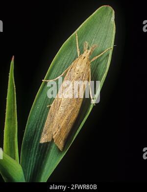 Pyrale à tiges tachetées (Chilo partellus), papillon adulte sur le maïs ou la feuille de maïs, Afrique du Sud, février Banque D'Images