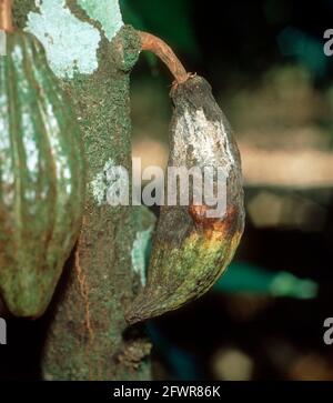 Pourriture des gousses (Moniliophthora roreri) mycélium et noircissement à un cacao / cacao gousse sur la brousse, Colombie Banque D'Images