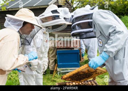 Groupe de apiculteurs inspectant une ruche, regardant un cadre de couvain d'abeille, séance d'apiculture enseignement apiaire, apiculteurs mâles et femelles en costume d'abeille Banque D'Images