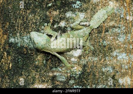 Gecko à queue de feuille - camouflage sur le tronc d'arbre Uroplatus sikorae Madagascar RE000190 Banque D'Images