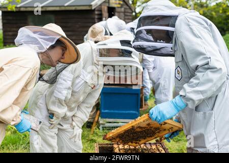 Groupe de apiculteurs inspectant une ruche, regardant un cadre de couvain, séance d'apiculture enseignant apiaire, apiculteurs mâles et femelles en costumes d'abeille Banque D'Images