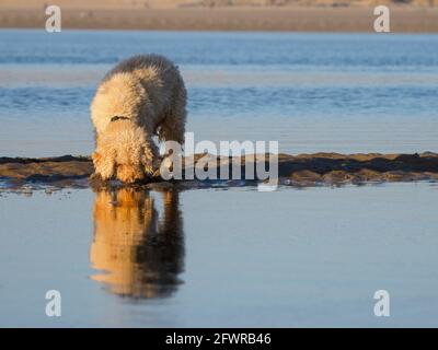 Chien regardant la réflexion dans l'eau, Royaume-Uni Banque D'Images