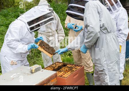 Cinq apiculteurs inspectant une ruche, regardant un cadre de couvain, séance d'apiculture, apiculteurs en costume d'abeille, formation à l'apiculture, Banque D'Images