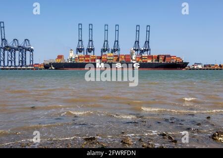 Navire-conteneur MSC Regulus Trinity terminal, Port de Felixstowe, Suffolk, Angleterre, Royaume-Uni Banque D'Images