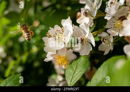 Abeille volant loin de la fleur soyeuse de rose pendant la pollinisation. L'abeille a beaucoup de pollen visible recueilli sur les jambes. Banque D'Images