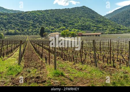 Rangées d'un vignoble des Abruzzes prêt pour un nouveau cycle de production. Abruzzes, Italie, Europe Banque D'Images