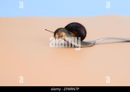 escargot gros plan sur une fourchette. fond beige. Banque D'Images