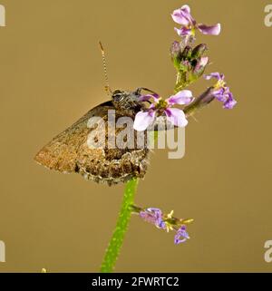 Portrait d'un papillon à nageoires de mousse, Callophrys mossii, sur une fleur sauvage dans les monts Ochoco de l'Oregon. Banque D'Images