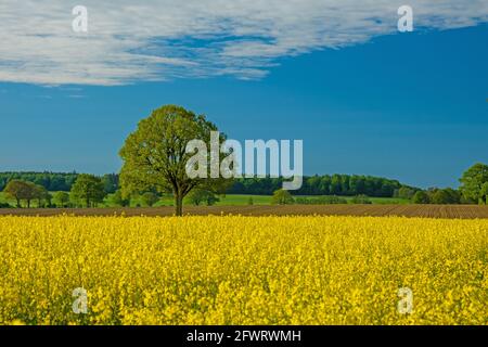Champ de colza jaune coloré dans le nord de l'Allemagne avec un arbre vert, un paysage magnifique et un ciel bleu avec des nuages par une journée ensoleillée Banque D'Images