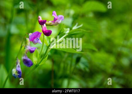 Fleur pourpre de forêt et feuillage vert, vue sur le printemps Banque D'Images
