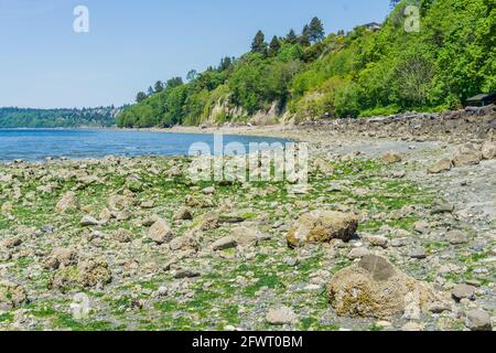 Une marée basse extrême révèle des roches sur le rivage du parc national de Saltwater à des Moines, Washington. Banque D'Images