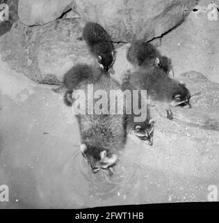 Artis, cinq jeunes ratons laveurs à la recherche de nourriture avec leur mère, 9 juin 1965, zoos, pays-Bas, agence de presse du xxe siècle photo, nouvelles à retenir, documentaire, photographie historique 1945-1990, histoires visuelles, L'histoire humaine du XXe siècle, immortaliser des moments dans le temps Banque D'Images