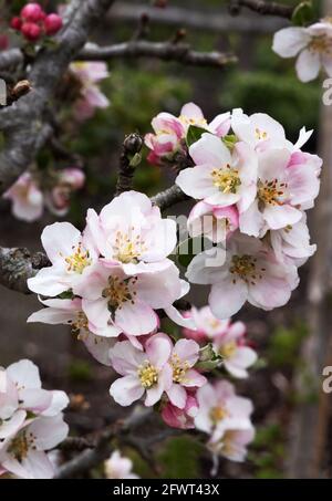 Fleur de pomme, variété Apple court Pendu plat, gros plan des fleurs, floraison au printemps, Angleterre Royaume-Uni Banque D'Images