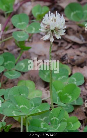 Le trèfle blanc, Trifolium repens Banque D'Images