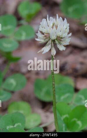 Le trèfle blanc, Trifolium repens Banque D'Images