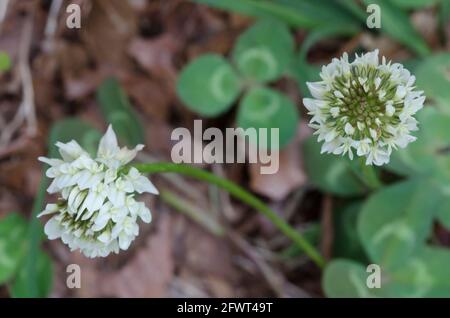 Le trèfle blanc, Trifolium repens Banque D'Images