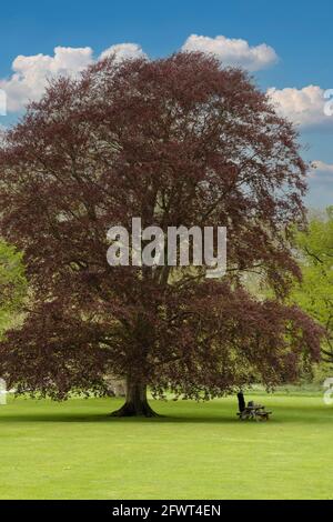 Arbre de Hêtre de cuivre UK, Fagus sylvatica purpurea est un cultivar de la Hêtre commune ou de la Hêtre européenne, avec le feuillage pourpre, UK Banque D'Images