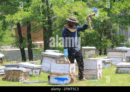24 mai 2021, Srinagar, Jammu-et-Cachemire, Inde: Un Béekeepers cachemiri travaillant dans leur ferme d'abeilles à la périphérie de Srinagar, la capitale estivale du Cachemire indien. De nombreux agriculteurs locaux produisent du miel en utilisant les ruches modernes. Les abeilles sont conservées pour obtenir du miel, de la cire d'abeille et de la gelée royale. L'apiculture au Cachemire nécessite un peu plus de soin pendant les hivers, car les températures chutent en dessous de zéro degré, ce qui rend l'élevage d'abeilles un défi. (Image crédit: © Sajad HameedZUMA Wire) Banque D'Images