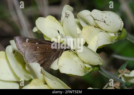 Hespérie saupoudrée, Atrytonopsis hianna, nectaring de Cream Wild Indigo, Baptizia bracteata Banque D'Images