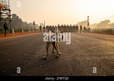 un chien est assis sur la route et la police de delhi pendant leurs répétitions pour la journée de la république indienne à delhi. Banque D'Images