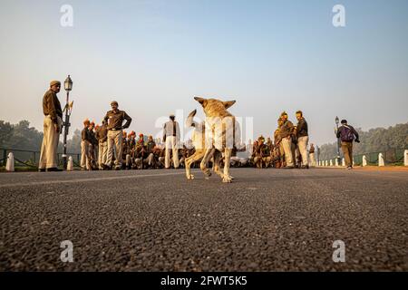 un chien est assis sur la route et la police de delhi pendant leurs répétitions pour la journée de la république indienne à delhi. Banque D'Images