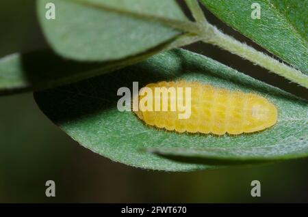 Elfin dépolie, Callophrys irus, caterpillar on Nuttall Wild Indigo, Baptizia nuttalliana Banque D'Images