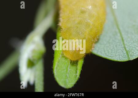 Elfin dépolie, Callophrys irus, caterpillar on Nuttall Wild Indigo, Baptizia nuttalliana Banque D'Images