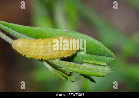 Elfin dépolie, Callophrys irus, caterpillar on Nuttall Wild Indigo, Baptizia nuttalliana Banque D'Images