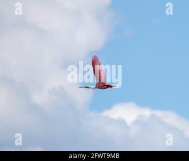 Roseate Spoonbill en vol en Louisiane du Sud Banque D'Images