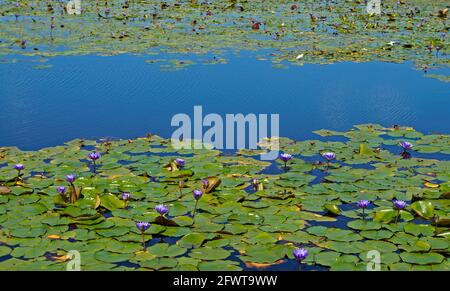 Lac aux fleurs de nénuphars bleu sacrées (Nymphaea caerulea) Banque D'Images