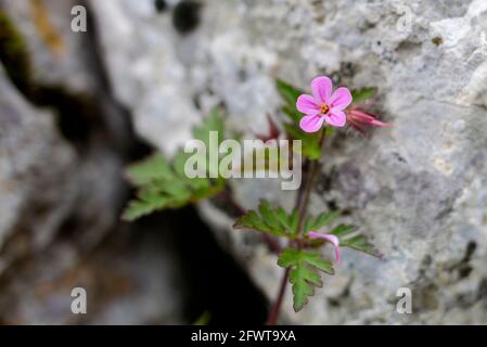 Petite fleur de montagne rose Banque D'Images