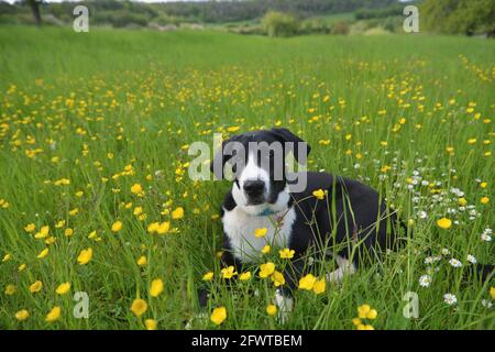 Petits pains dans la prairie Banque D'Images