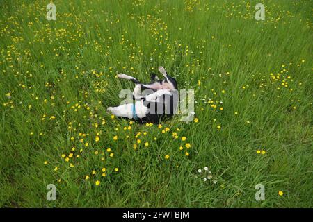 Petits pains dans la prairie Banque D'Images