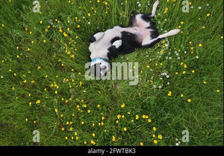 Petits pains dans la prairie Banque D'Images