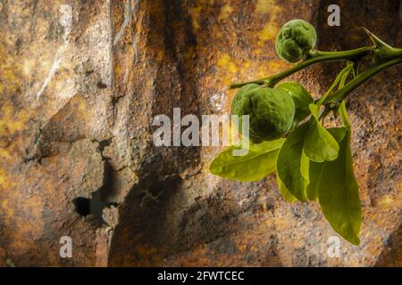 Macro photo de deux jeunes Poncirus trifoliate sur la branche on Arrière-plan rouillé Banque D'Images