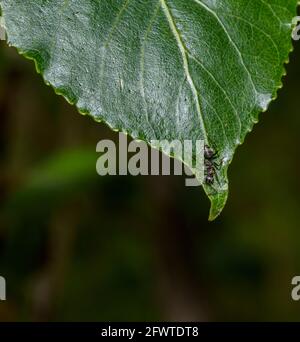 Macro d’une fourmi Banque D'Images